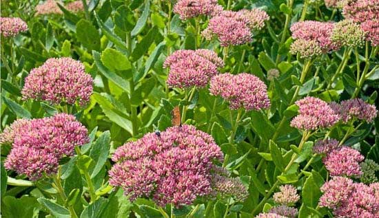 sedum01