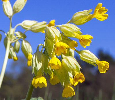 Wiesen Schlüsselblume01