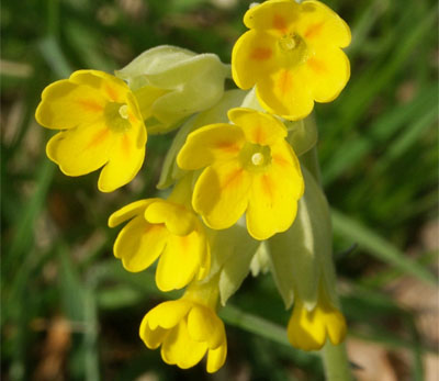 Wiesen Schlüsselblume02